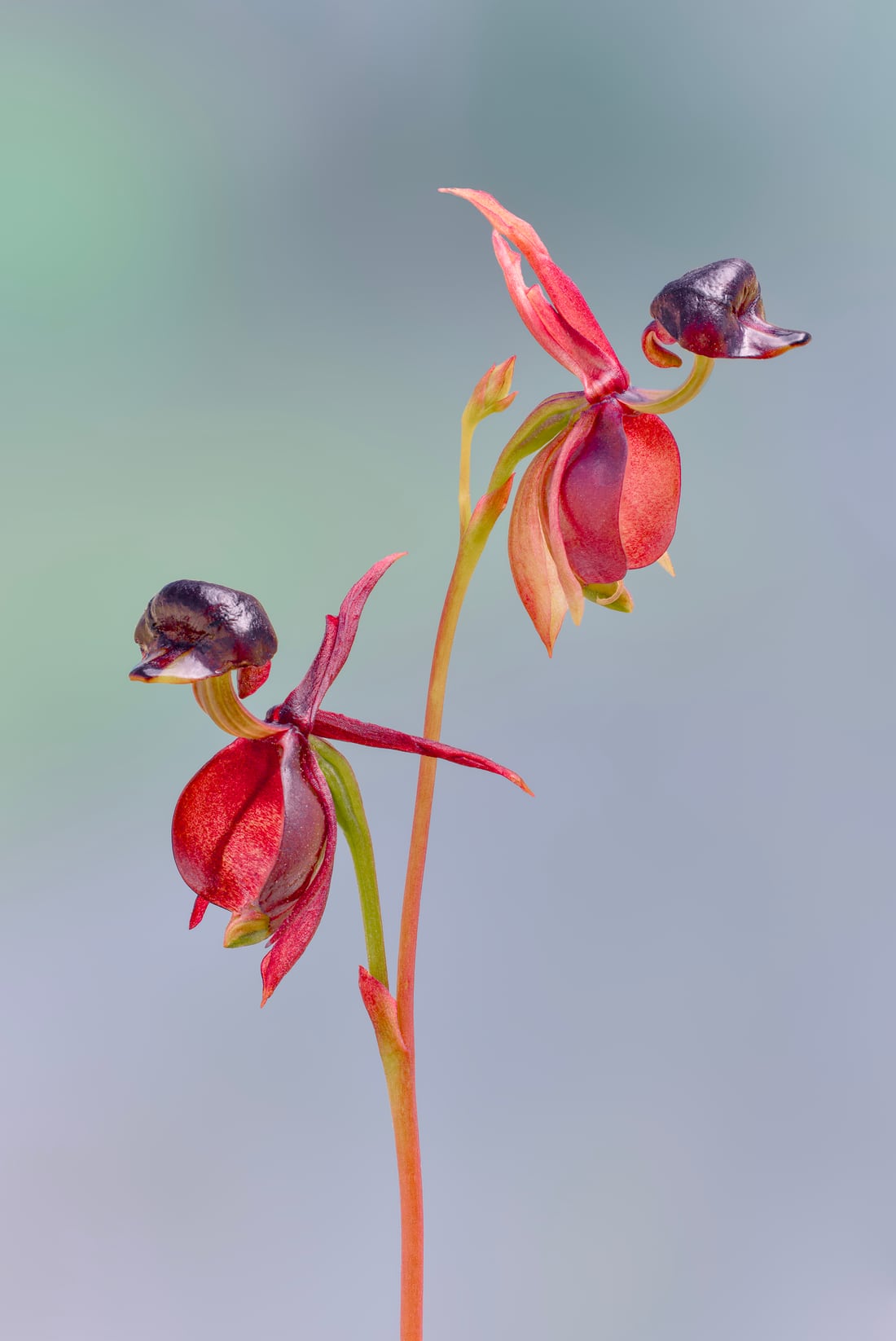 Red and black wild orchid flowers against a soft background.