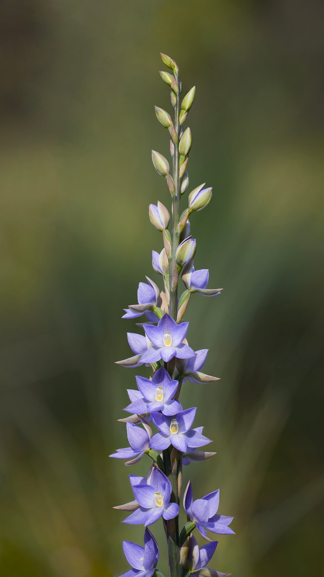 Purple wild orchid flower spike with unopened buds.