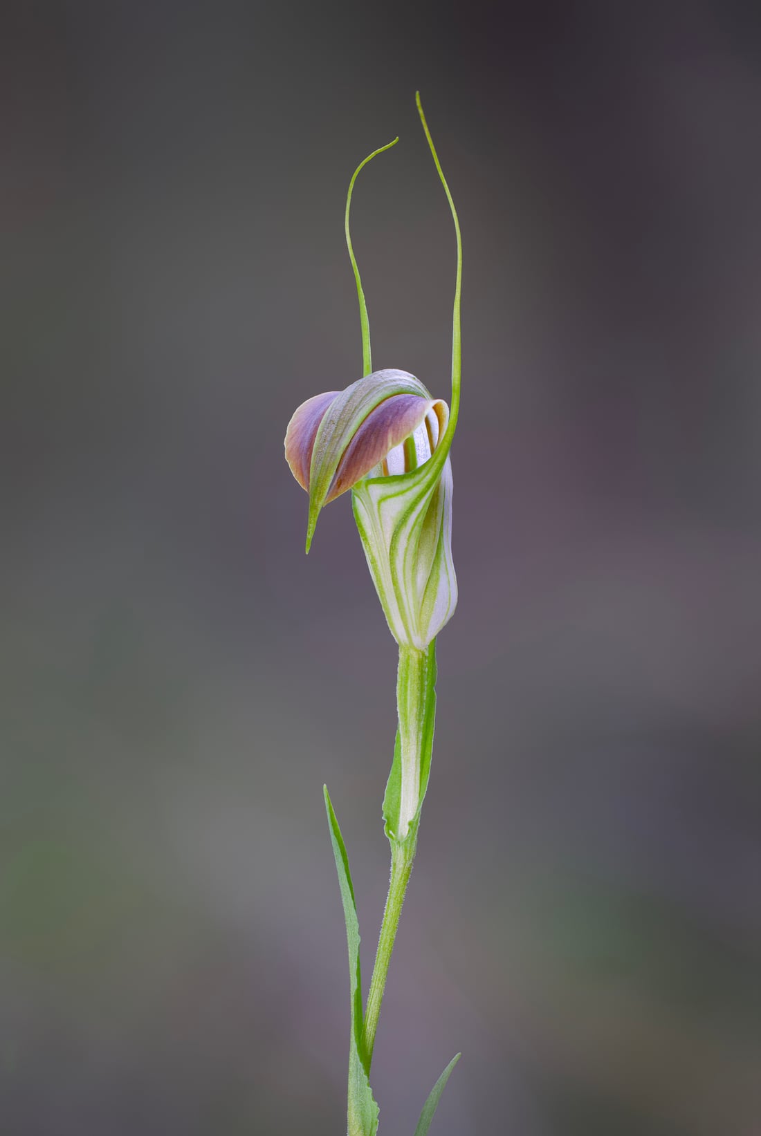 Single green hooded orchid flower on a dark natural background.